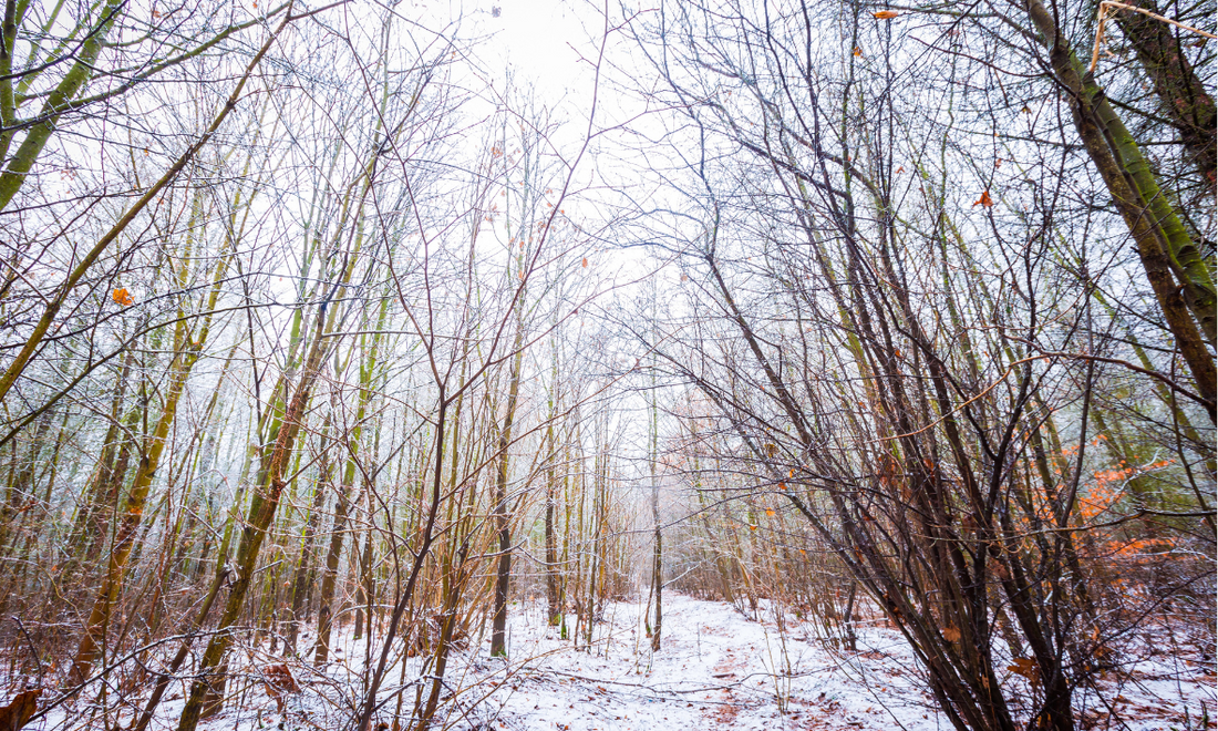 Winterdepression erkennen und behandeln: Dein Guide für ein lichteres Gemüt